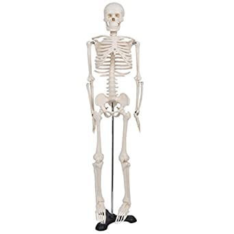 NAUDH Mini Skeleton Attached with Stand  Imported