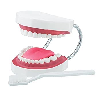 NAUDH Dental Care Model Big (AS-403-A) WITH TOOTH BRUSH Imported