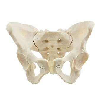 NAUDH Female Pelvis  Imported model