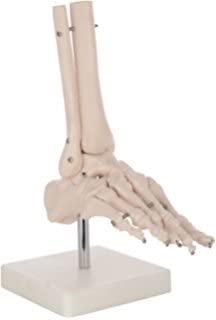 NAUDH Foot Joint Imported