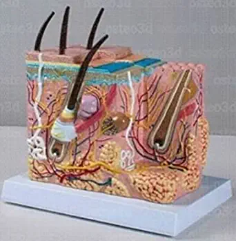 NAUDH Skin Model Block With 3d & Hairs Imported