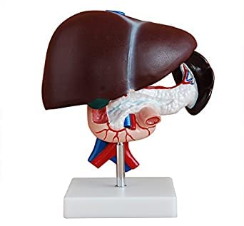 NAUDH Liver, Pancreass & Duadenum Model Imported