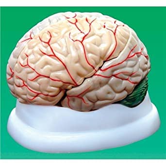 NAUDH Brain Model Imported