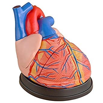 NAUDH Heart Model Jumbo Size Imported