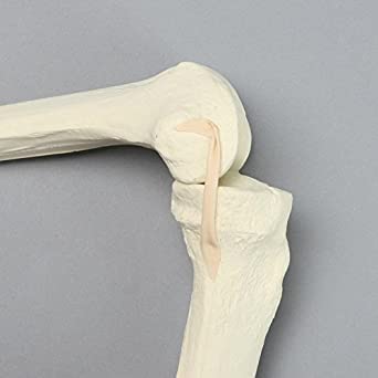 NAUDH Knee Joint Imported