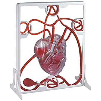 NAUDH Pumping Heart Imported