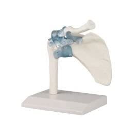 NAUDH Shoulder Joint Imported