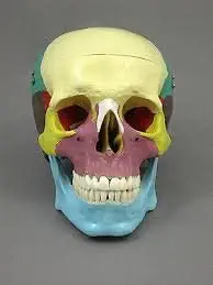 NAUDH Skull Coloured Life Size Imported