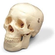 NAUDH Skull Life Size Imported
