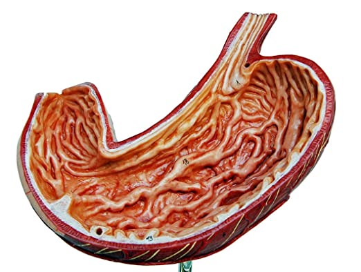 NAUDH Stomach Model Imported