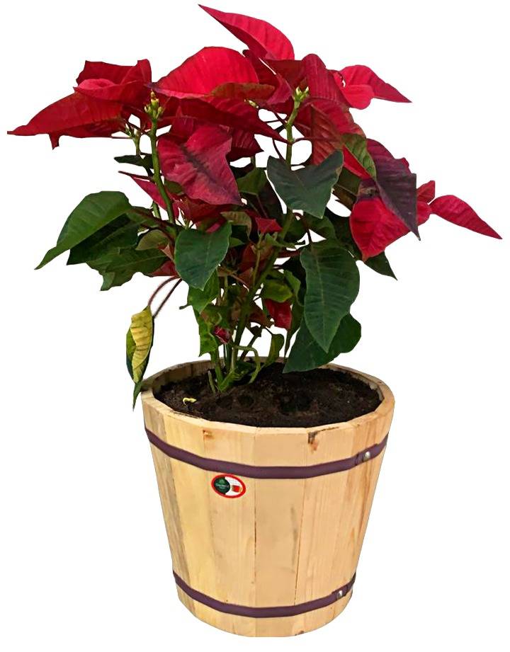 WOODEN POLYPROPYLENE